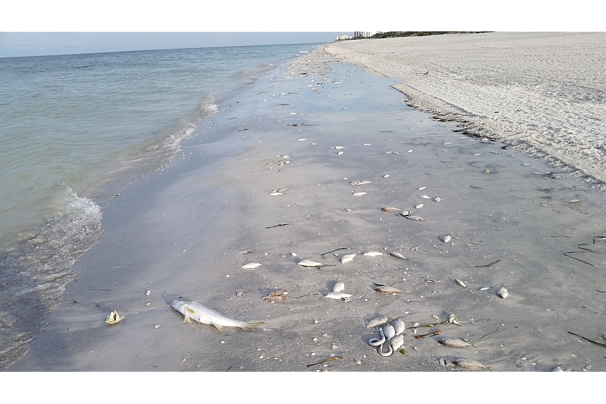Dead fish washed along barrier island beaches during a red tide bloom that began in September 2016 and ended the following April.