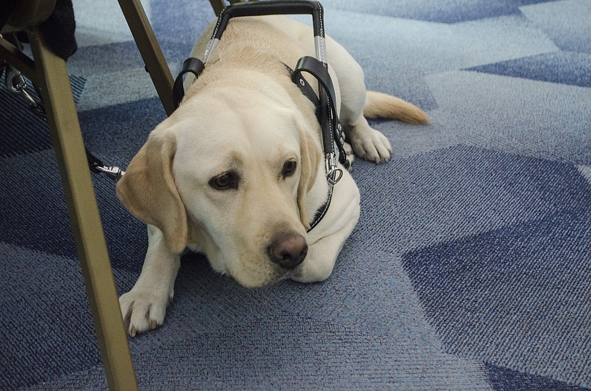 Kiki sniffs the air as lunch comes out.