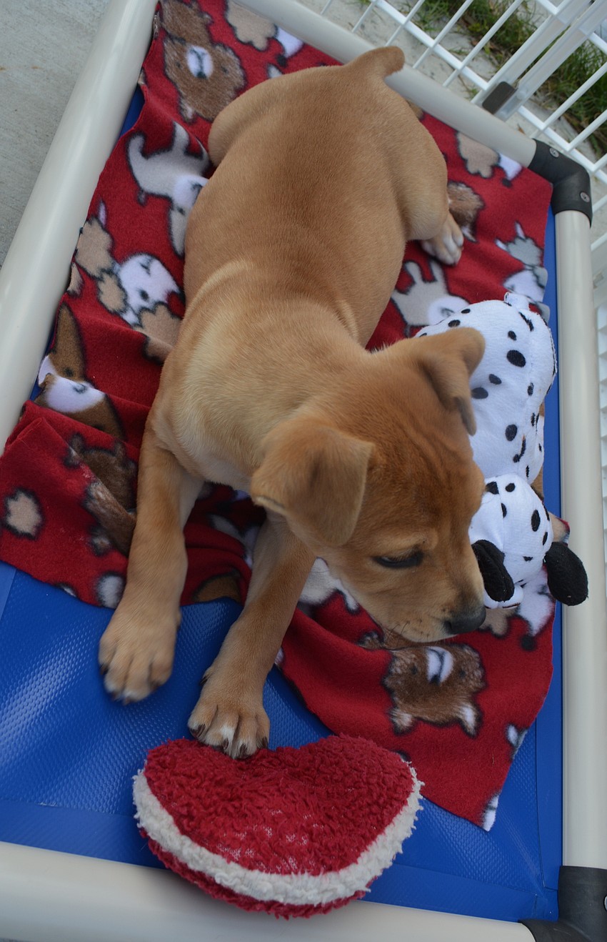 A puppy at Nate's Honor Animal Rescue tries out one of the 113 blankets donated by Girls Inc., and Elimindi.