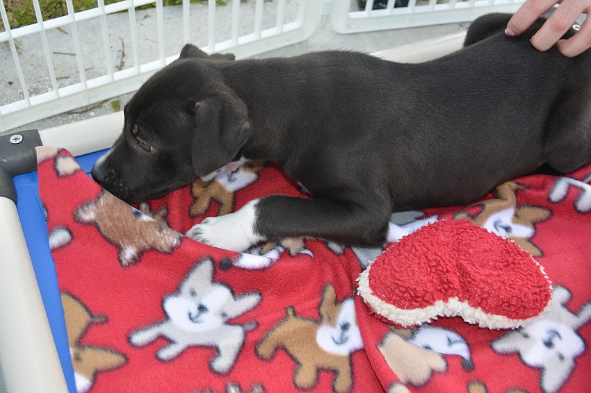 The blankets were made to fit on Kuranda beds that keep the dogs off the chilly flood.