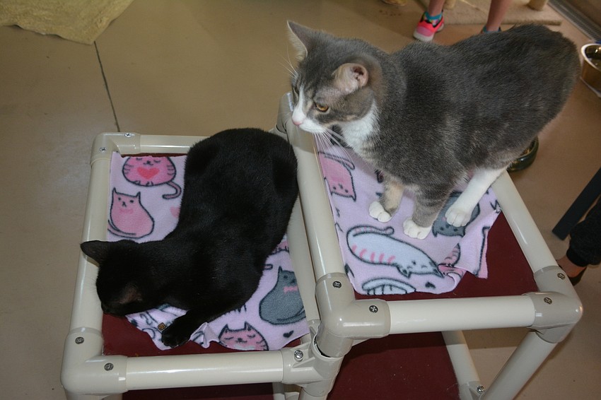Smaller blankets, 55 in all, were made for the cats' Kuranda beds.