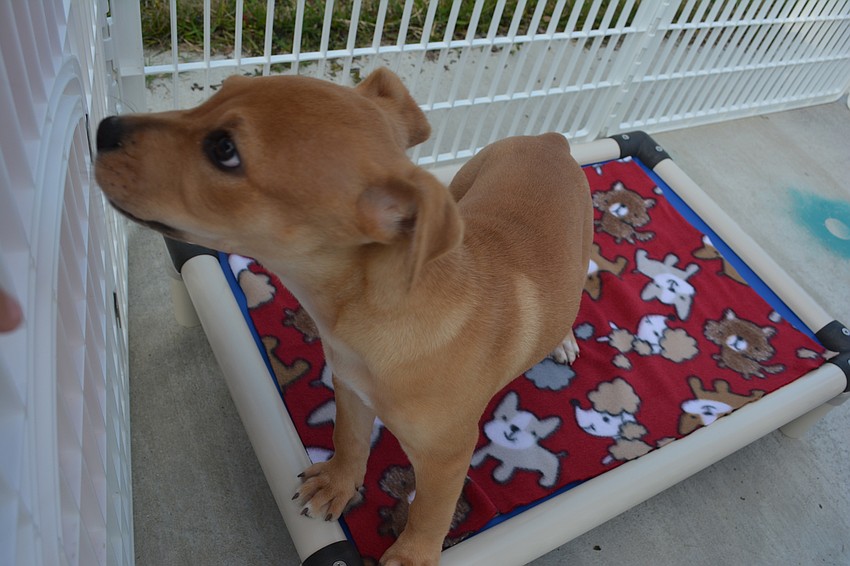 A puppy is waiting for more attention from the Girls Inc., members.