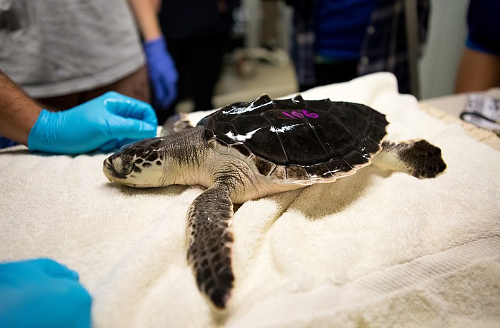 Before being released, each turtle was fitted with  passive integrated transponder tag. (Courtesy photo.)