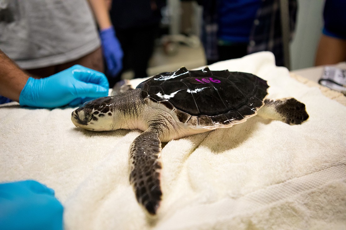 Before being released, each turtle was fitted with  passive integrated transponder tag. (Courtesy photo.)