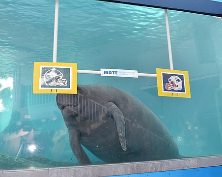 Super Bowl 2022 Predictions: Mote Manatees Support Bengals