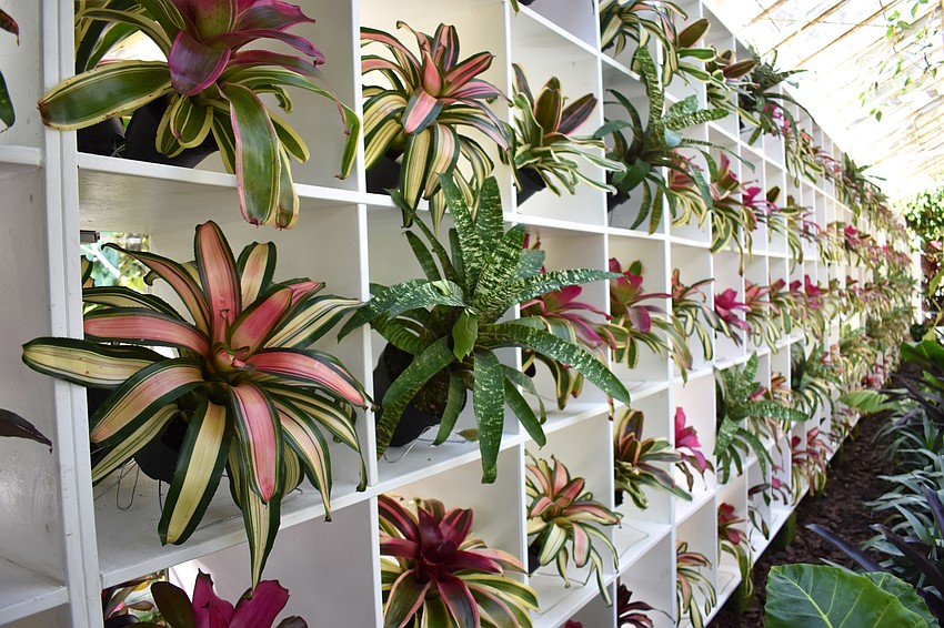 An 82-foot-long wall of bromeliads reaches nearly 10 feet high, creating a dynamic display of repeating colors and textures in the glass house conservatory. Photo by Niki Kottmann