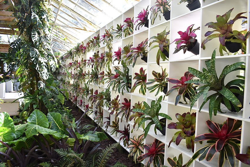 An 82-foot-long wall of bromeliads reaches nearly 10 feet high, creating a dynamic display of repeating colors and textures in the glass house conservatory. Photo by Niki Kottmann