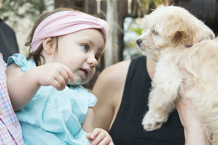 Capri Perrone meets Frye.