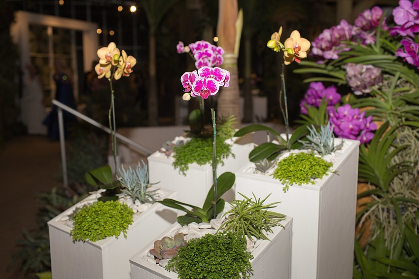 Orchids aligned the pathway through the entrance.