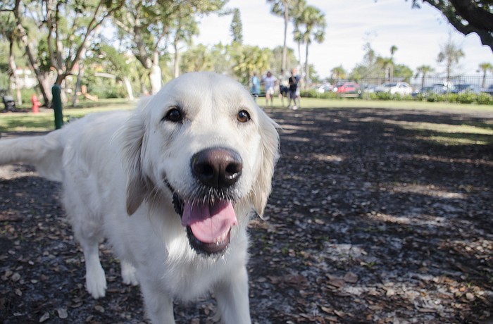 Luna Bella, a English cream golden retriever, often gets dirty from rolling in the dirt at Bayfront Park dog park.