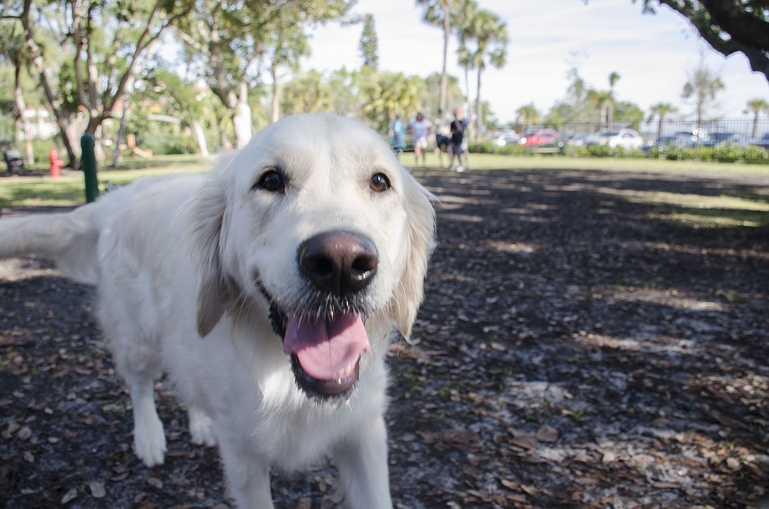 Luna Bella, a English cream golden retriever, often gets dirty from rolling in the dirt at Bayfront Park dog park.