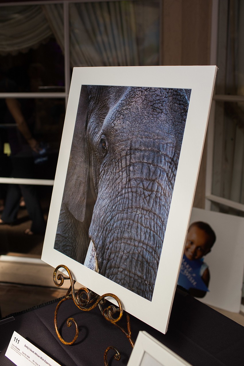 This portrait of an African elephant was taken by Emily Barley in South Africa.