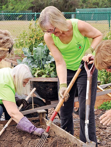 Cheryl Scheid tears up old asparagus roots along with members of the Lakewood Ranch Garden Club.