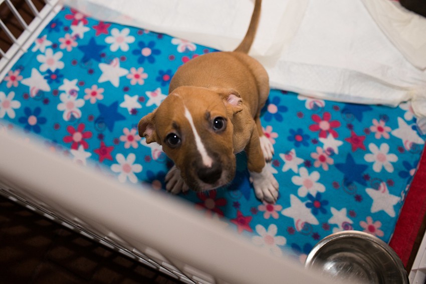 Wrigley is one out of 11 puppies available for adoption at Nate's Honor Animal Rescue.