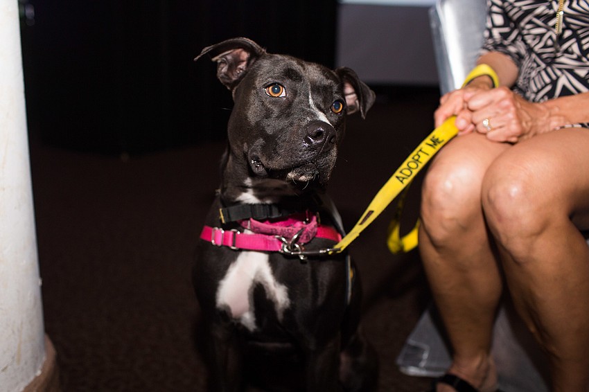 Jewels, a 2-year-old dog, is available for adoption through Sarasota Sheriff's Office Animal Services.