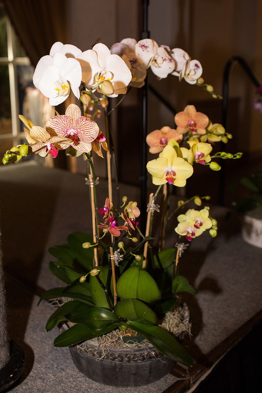 The orchids were donated by an anonymous donor.