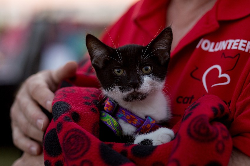 J-Lo is a tuxedo kitten available for adoption.