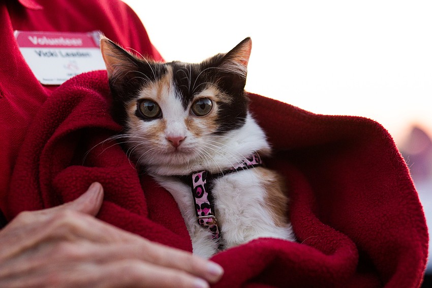 Thyme, a calico kitten, and her brother Turmeric will be available for adoption next week.