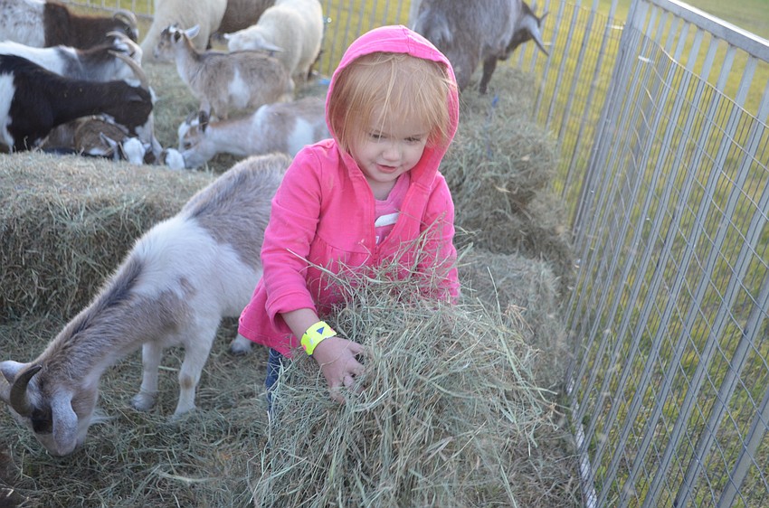 Odessa's Kailinn Cromley was more interested in the hay in the petting zoo than the goat behind her.