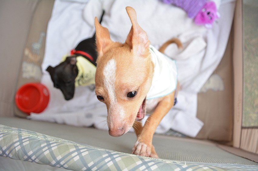 These 3-month-old puppies, Queen Bee, front, and Barrie, behind, are up for adoption.
