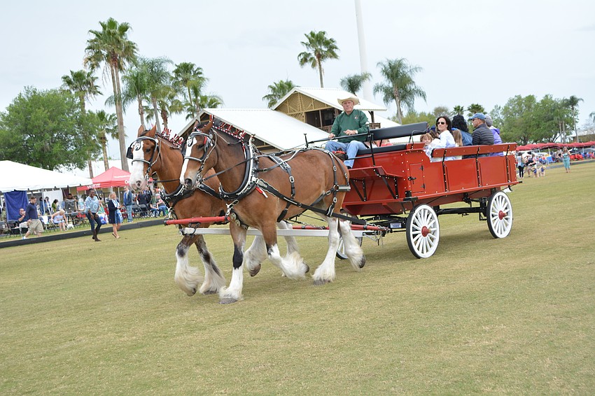 The Budweiser clydesdales provide wagon rides during halftime.