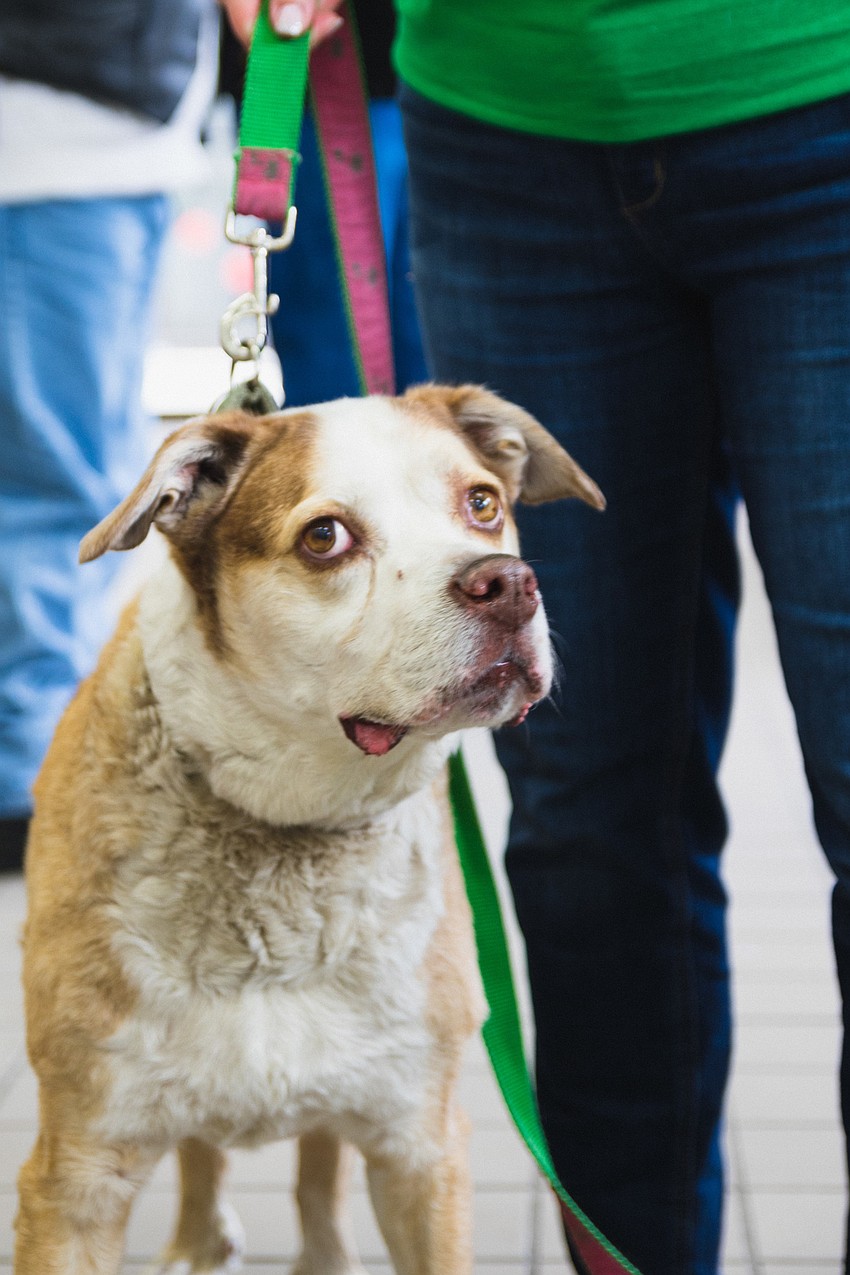 Tebow waits to greet bikers coming to register for the event at the Sarasota Humane Society.