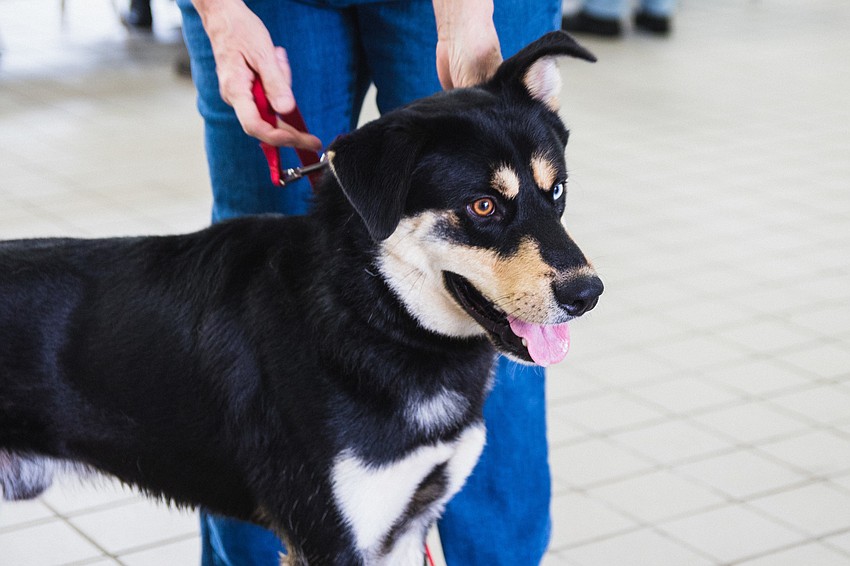 Huskie mix Rickie waits excitedly to greet bikers.