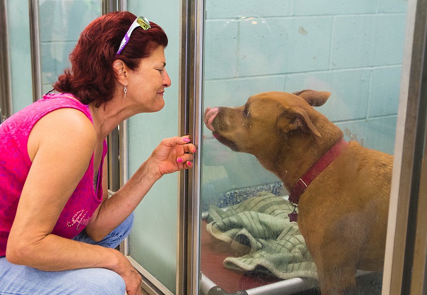 Dawn Ryan greets Red, one of the dogs up for adoption at the Sarasota Humane Society.
