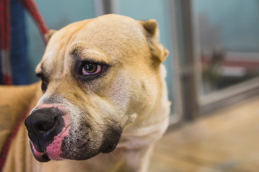 Doe, one of the many dogs at the Sarasota Humane Society that greeted the bikers.
