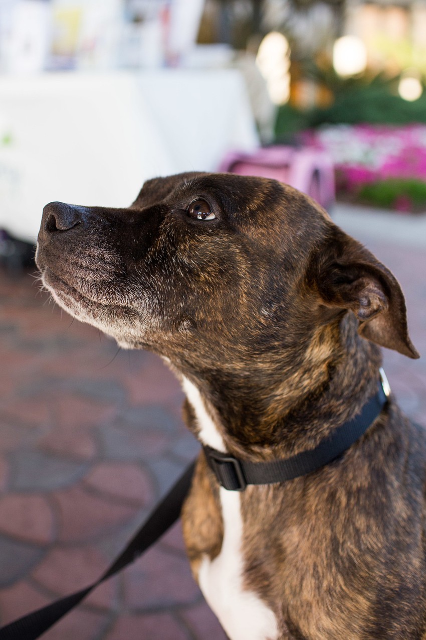 Dozer, a 4-year-old mixed breed with a calm demeanor, is available for adoption at the Humane Society of Manatee County.