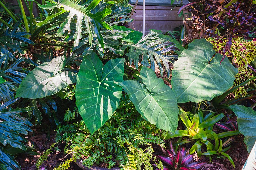Karen Pariser's garden features 75-year-old elephant ear plants.