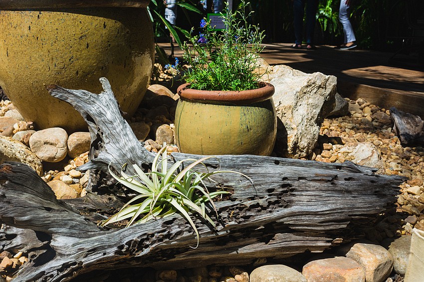 An epiphyte, also known as an air plant, grows in the garden of a home on Hibiscus Street.