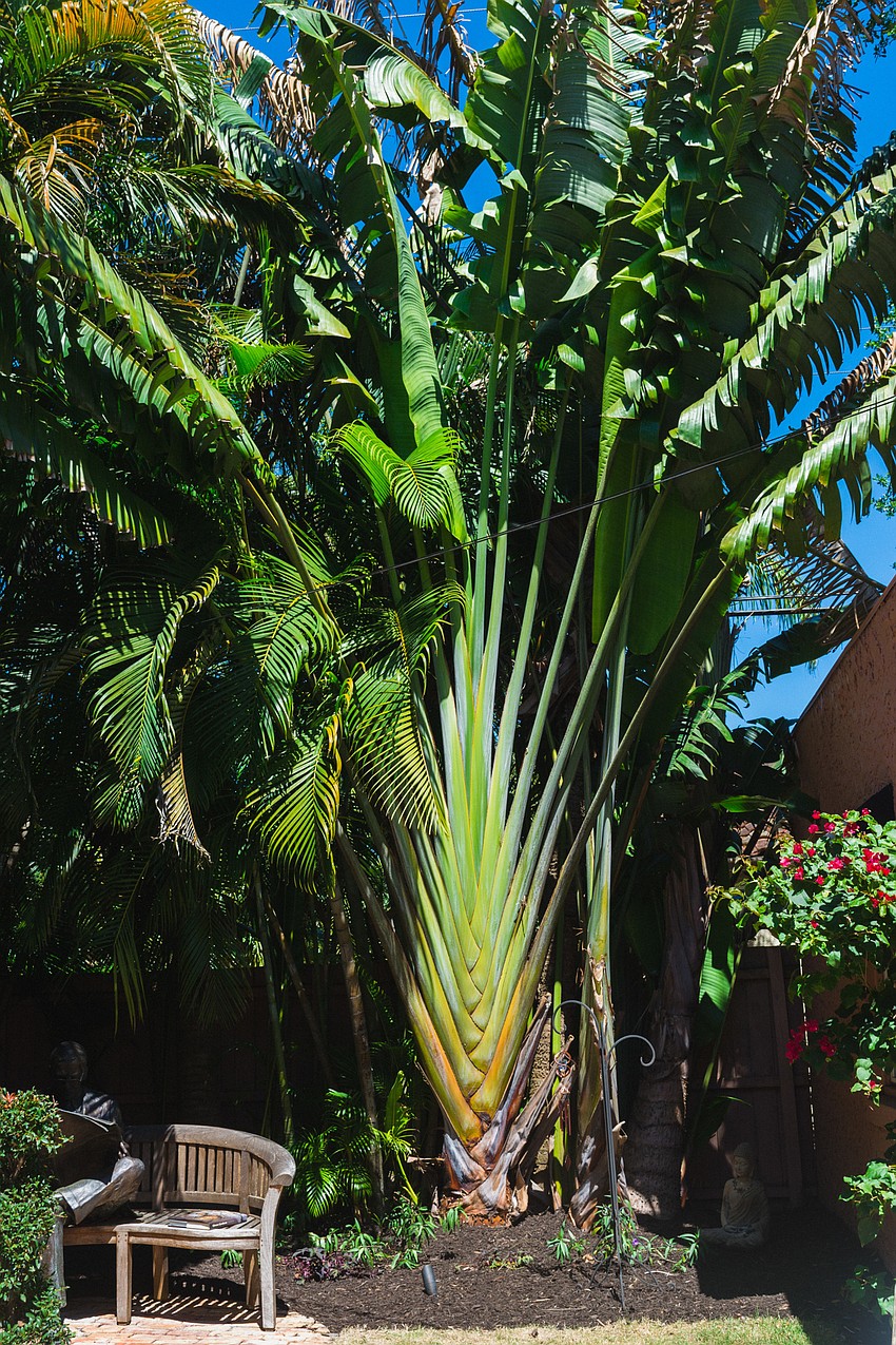 A rare traveler palm in a Hibiscus Street garden.