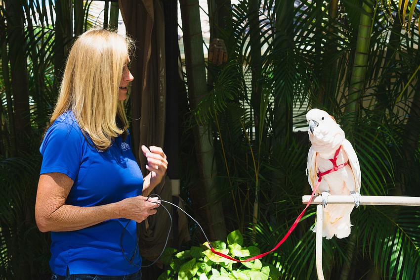 Debbie Huckaby of Birds of Paradise Sanctuary and Rescue introduces visitors to Acquiel, a Moluccan cockatoo.