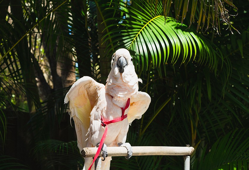 Your Observer Photo Acquiel, a Moluccan cockatoo from Birds of Paradise Sanctuary and Rescue