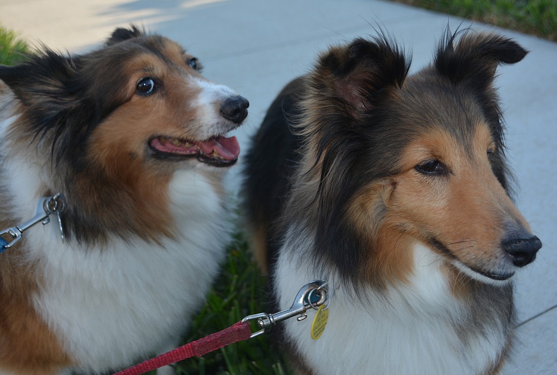 Neighbors can work together so dogs, like these Shelties, don&#39;t become public enemy No. 1.