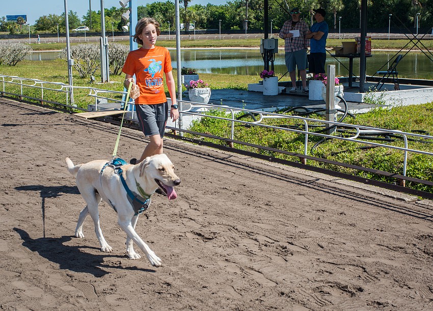 Ryan Abernathy walks his yellow lab, Max, on the track.