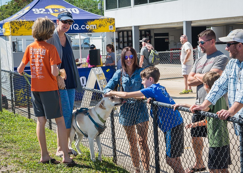 Max the yellow lab gets some love from his supporters.