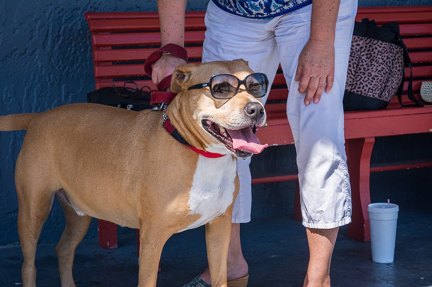 Jagger rocks his shades before the race.