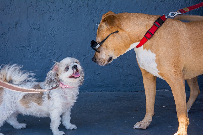 Jagger, right, meets a new friend before the race.