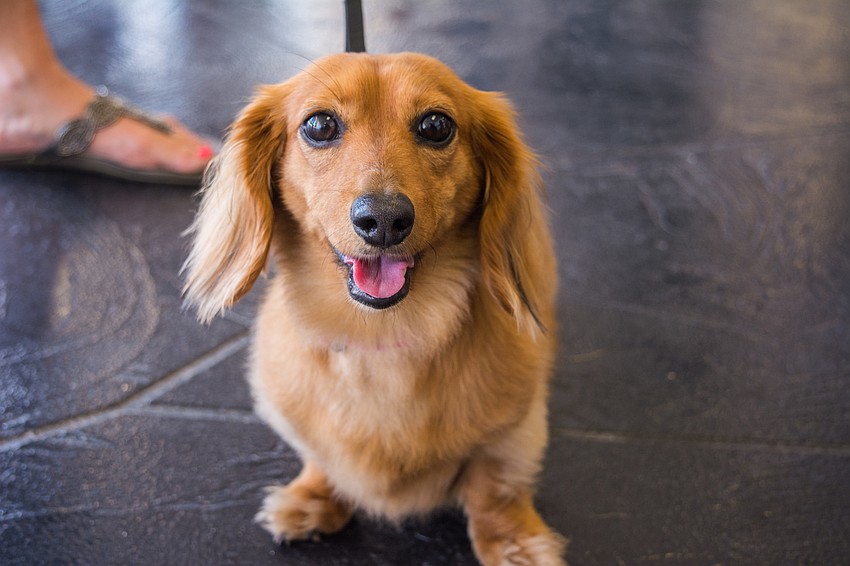 Bailey waits patiently for the race to begin.