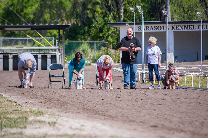 Owners get ready to release their dogs for the 1 to 15 pound weight category race.