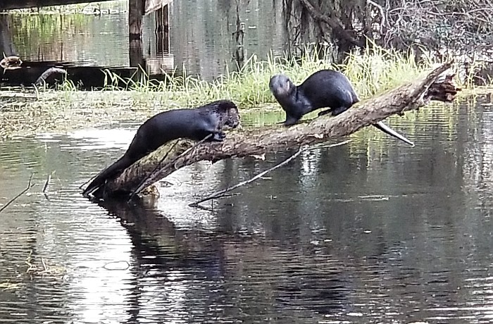Otters play in the Braden River, near Jiggs Landing. Courtesy image.