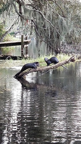Otters play in the Braden River, near Jiggs Landing. Courtesy image.
