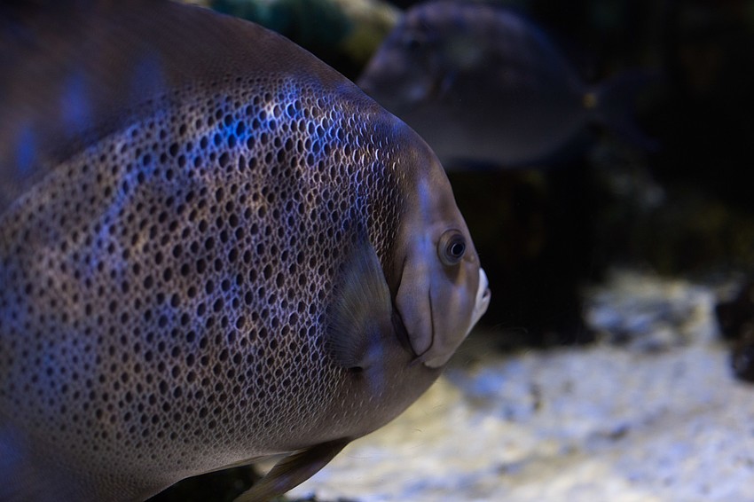 Guests were able to visit parts of the aquarium as they headed into the party.