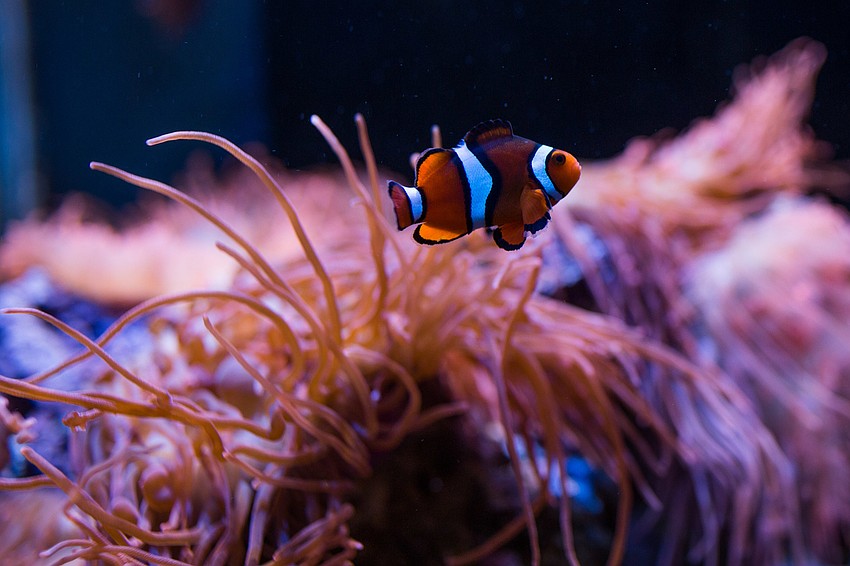 A clownfish joins in on the party fun.