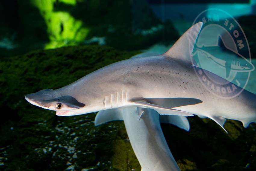 Hammerhead sharks swam around by where the food was set up.