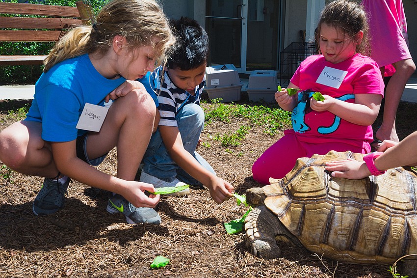 Willie, a sulcata tortoise, meets some of the campers.