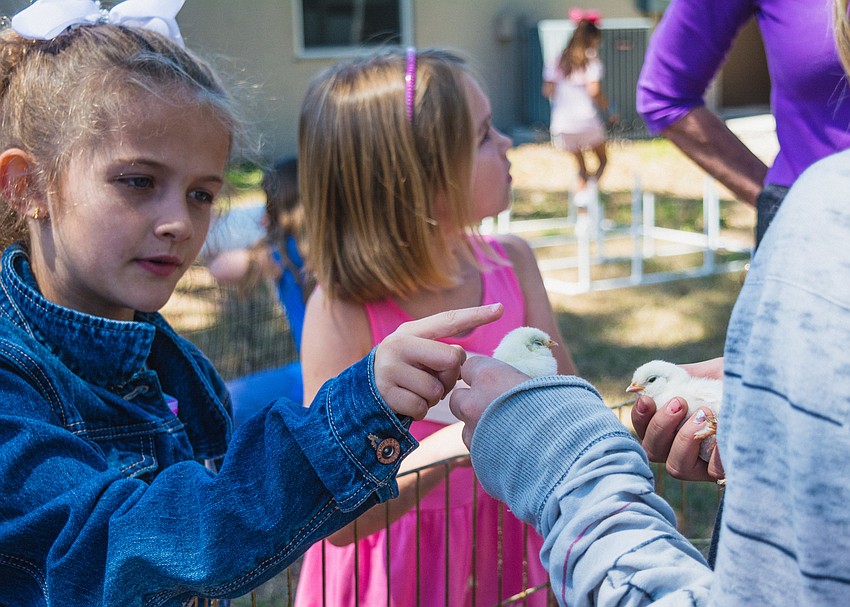 Caroline Jackson pets a chick.