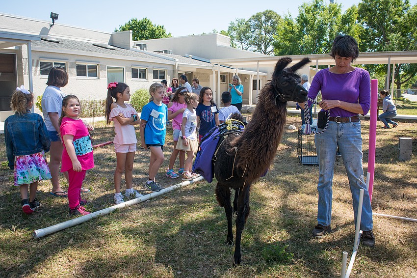 Sue McGonagall  introduces the campers to Ebony the llama.